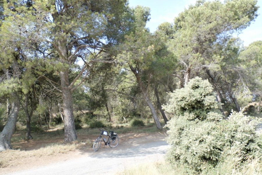 forest bike ride