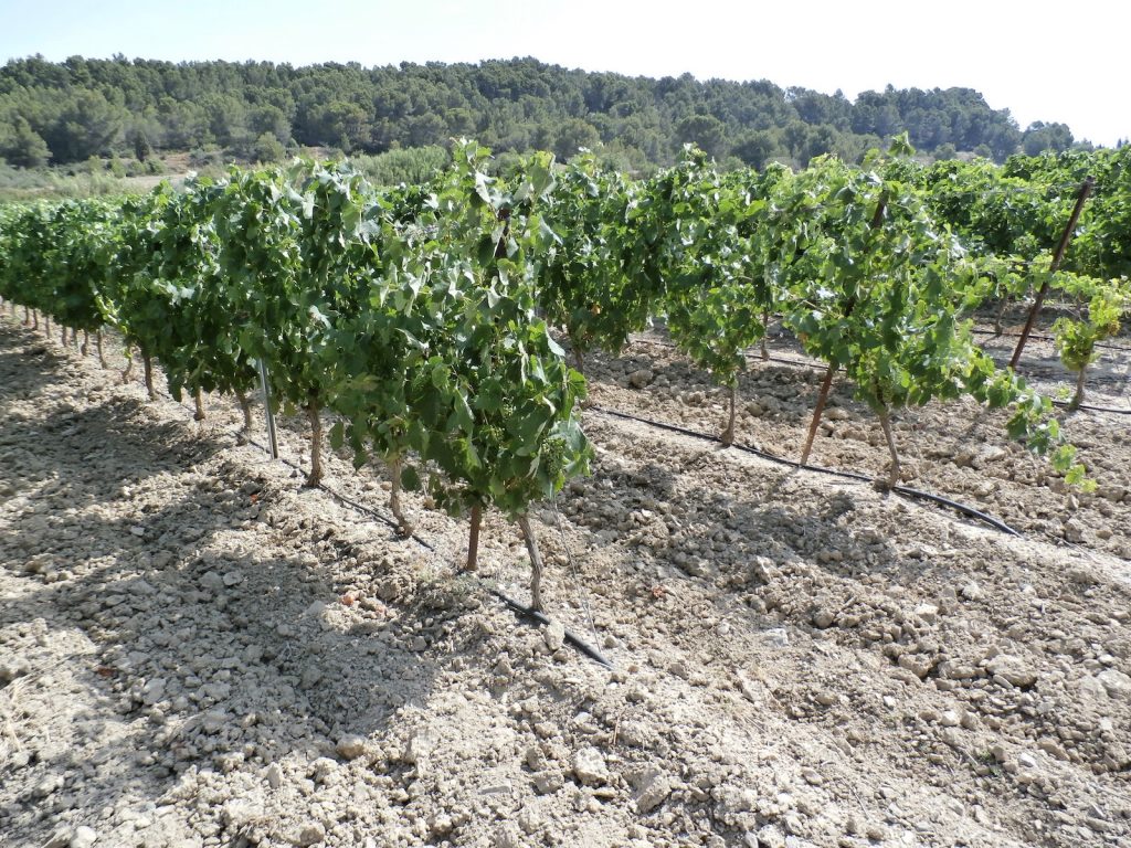 Aude Valley vines